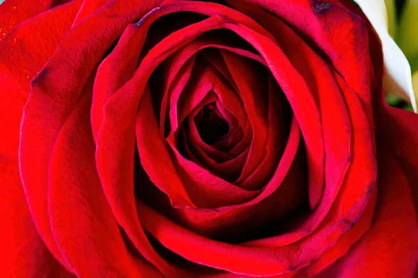 Nahaufnahme Von Roten Rosenblättern Mit Dunklen Spuren Des Alterns — Stockfoto