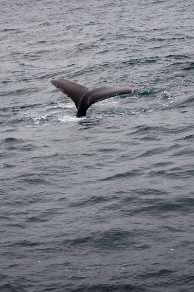 背脊鲸尾迹在加州蒙特利湾上方浮出水面 — 图库照片