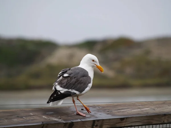 Single Seagull Standing Wooden Board Capping Railing Dock Out Focused — Stock Photo, Image