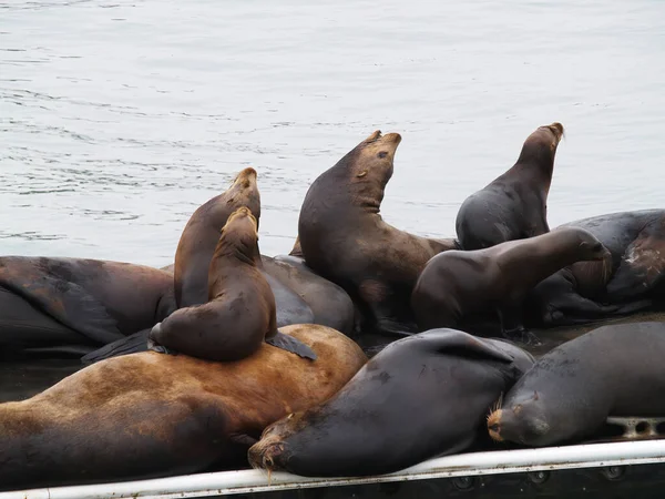 Gruppe Von Seelöwen Liegt Mit Wasserhintergrund Auf Dock Bei Moos — Stockfoto