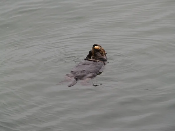 Sea Otter Flotando Espalda Moss Landing California Comiendo Sea Sheel — Foto de Stock