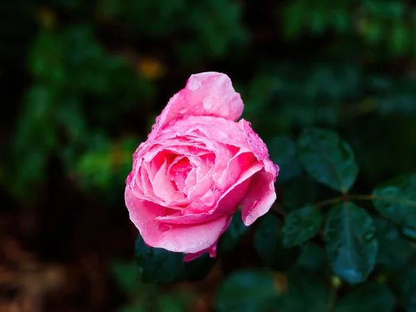 雨滴と緑の葉の背景とピンクのバラの花 — ストック写真