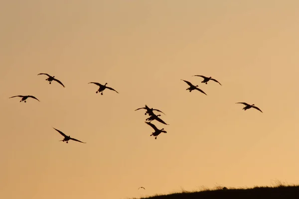 Silhouetted Geese Flying Orange Sky Sunset Grassy Hill Oregon — Stock Photo, Image
