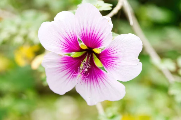 アウトフォーカスグリーンの背景を持つ紫と白の花の屋外タイトショット — ストック写真