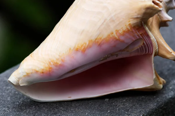 Tight Shot Conch Sea Shell Superficie Piedra Oscura Con Apertura —  Fotos de Stock