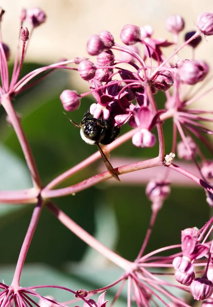 Méhecske Fejjel Lefelé Virág Szárnyakkal Elterjedt Yosemite Nemzeti Park Kalifornia — Stock Fotó