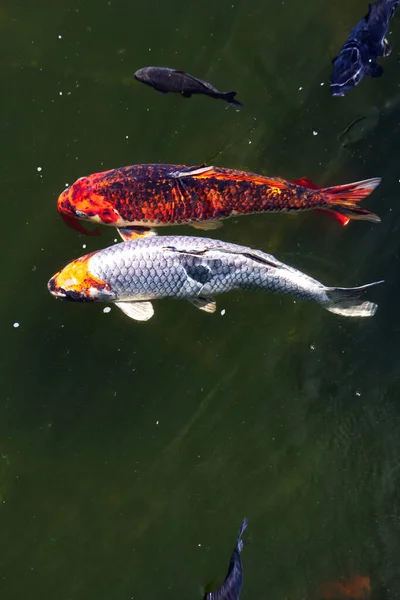 Две Большие Рыбки Кои Пруду Зеленой Водой Плавающие Бок Бок — стоковое фото
