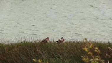 Erkek ve Dişi Ördekler Yeşil Çimenlerin Ortasında Gözyaşartıcı Suyun Kıyısında