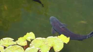 Çeşitli renkte ve boyutlarda koi balığının yeşil havuzda bitkilerle yüzüşü.