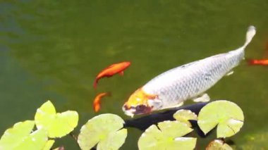 Çeşitli renkte ve boyutlarda koi balığının yeşil havuzda bitkilerle yüzüşü.