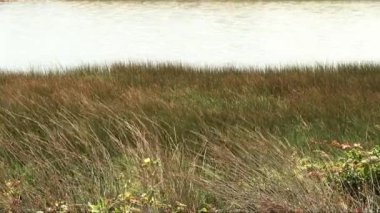 Bitkiler ve Su Güçlü Esintide Hareket Ediyor Marin California Rodeo Plajı