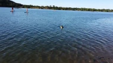 Lone Canada Kaz Gölü 'nde Yüzerken ve Ashore Folsom California Açık Mavi Gökyüzü Geldiğinde El Fotoğrafı