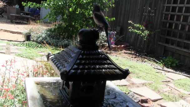 蓝鸟在后院里饮水 蜂拥而至 — 图库视频影像
