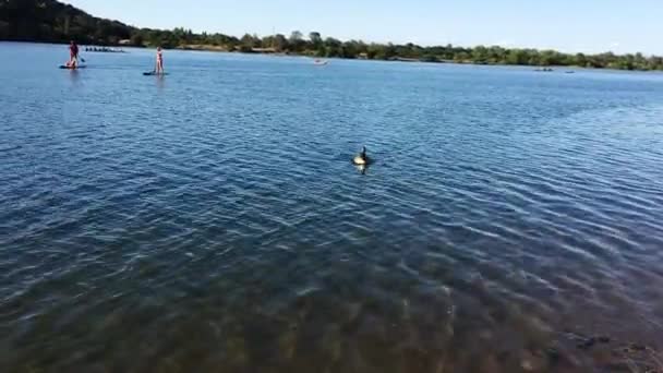 Toma Mano Ganso Canadá Solitario Nadando Lago Viniendo Ashore Folsom — Vídeos de Stock