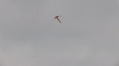 Gökkuşağı Renkli Uçurtma Gri Bulutlu Gökyüzü Newport Oregon 'da