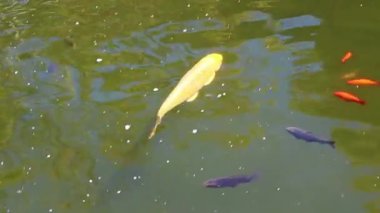 Çeşitli renkte ve boyutlarda yeşil gölette yüzen Koi balığının el kamerası.