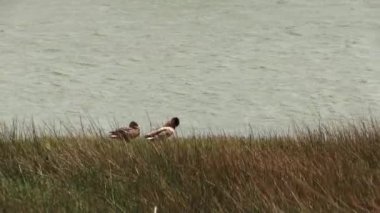 Erkek ve Dişi Ördekler Yeşil Çimenlerin Ortasında Gözyaşartıcı Suyun Kıyısında
