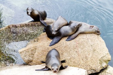 Kayalıklarda yatan beş deniz aslanı ve California Monterey Körfezi 'nde bir tane daha