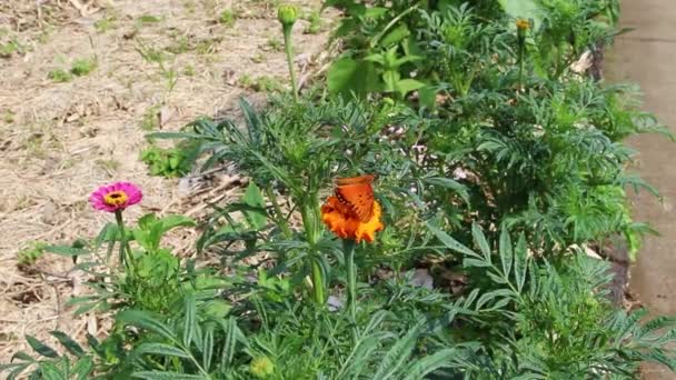 Помаранчевий Чорний Метелик Відкриває Закриває Крила Помаранчевій Квітці Зеленими Рослинами — стокове відео