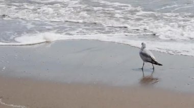 Dalgaların Kıyısındaki Islak Kum Kumsalındaki Martının Dar Çekimi