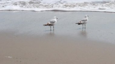 Dalgaların Kıyısındaki Islak Kum Kumsalında İki Martının Sıkışık Çekimi