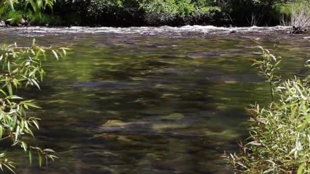 Merced River Flyter Med Växter Gränsar Ram Yosemite National Park — Stockvideo