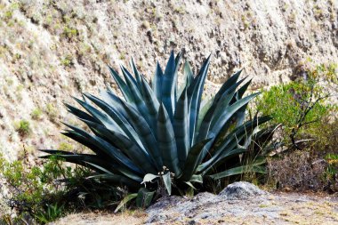 Machu Picchu Peru 'ya uzanan patikada diğer bitkilerle birlikte büyüyen büyük kaktüs bitkisi.