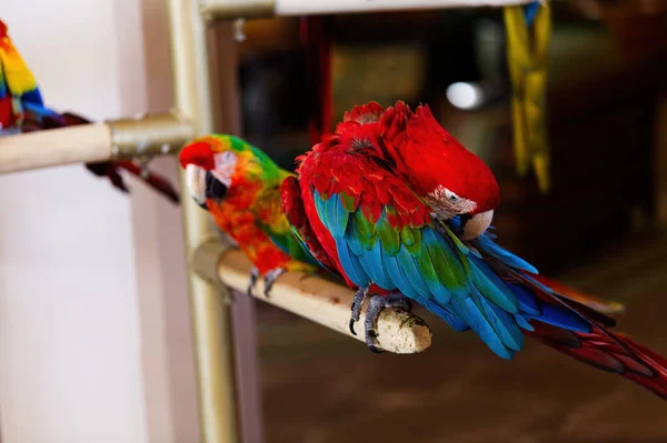 青い緑の赤の羽が付いているパーチの明るく着色された鳥の予備 — ストック写真