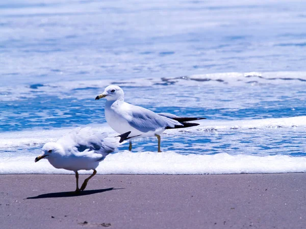 Две Белые Серые Чайки Песчаном Пляже Пенной Водой Океана — стоковое фото