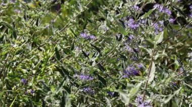 Mor Çiçekler Arılarla Rüzgarda Yürüyen Yeşil Yapraklar