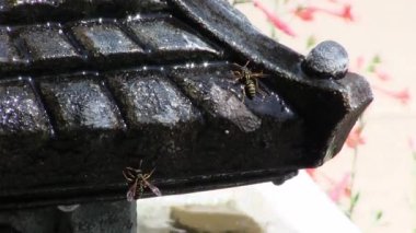 Siyah ve sarı eşekarısı ile akan arka bahçe suyu pınarı. 