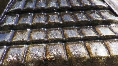 Siyah ve sarı eşekarısı ile akan arka bahçe suyu pınarı. 