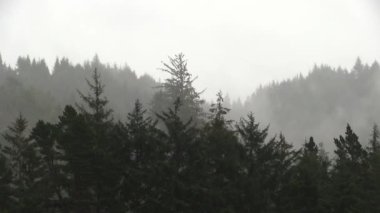 Yeşil Çam Ağaçları ve Girdap Bulutları Oregon Körfezi 'nde Sağanak Yağmurweather forecast