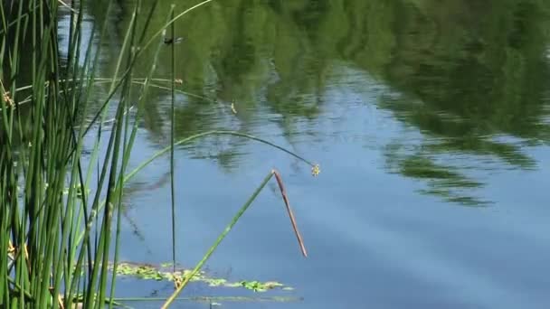 Juncos Verdes Borda Lagoa Com Árvores Refletidas Ondas Suaves — Vídeo de Stock