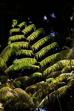 Büyük Ada Hawaii Büyük Eğreltiotu Karanlık Arkaplan Karşısında Güneş Işığında Duruyor