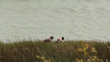 Çimenli ve bitkili iki ördek Kaliforniya 'da güçlü bir rüzgar tarafından uçuruluyor.