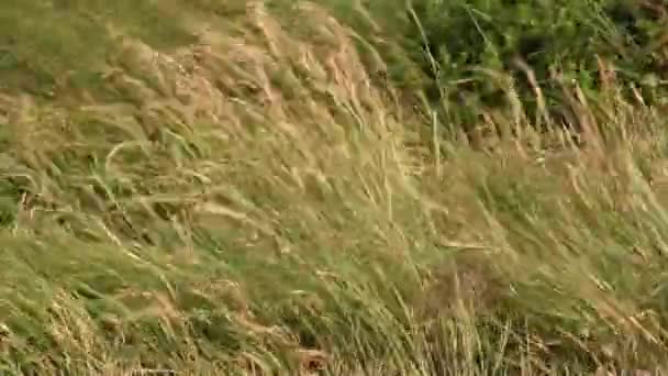 단단한 바람에 이동되는 노란색과 잔디의 단단한 — 비디오