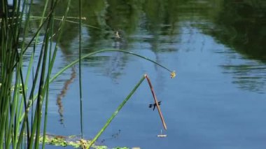 Yusufçuklarla ve Yansımalarla Gölün Kıyısında Yeşil Sazlıklar