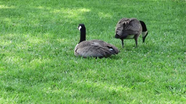 Two Canada Geese Standing Green Grass Eating Looking — Stock Video