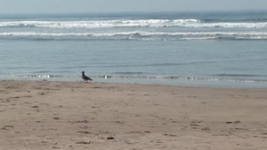 Yalnız Martı Kumsalda Yürüyor Dalgaların Kıyısında Oregon