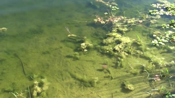 Voda Okraji Jezírka Zelenými Řasami Malými Pomalými Vlnami — Stock video