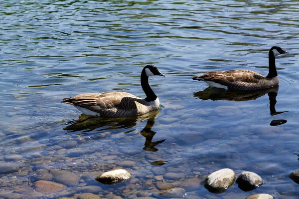 Two Canada Geese Swimming Shallow Water River Bank Califnornia — Stock Photo, Image