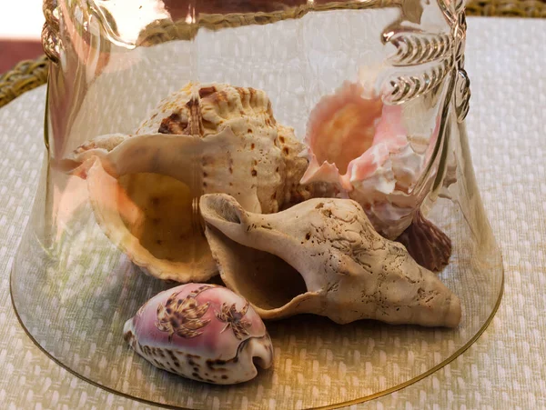 Several Sea Shells Protected Under Glass Container On Table Top Indoors