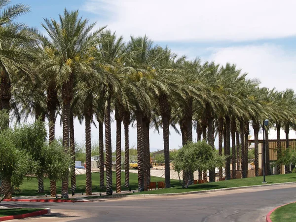 Sidewalk Στο Arizona Hotel Σειρές Από Palm Trees Πάγκοι Και — Φωτογραφία Αρχείου