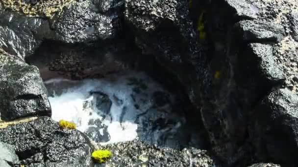 Siyah Kayalar Yeşil Yosunlu Hawaii Adasıyla Lav Tünelinde Yükselen Düşen — Stok video