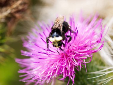Siyahi ve Sarı Arı Mor Dikenli Çiçek Kaplamalı Yakın plan Polen Çekimi