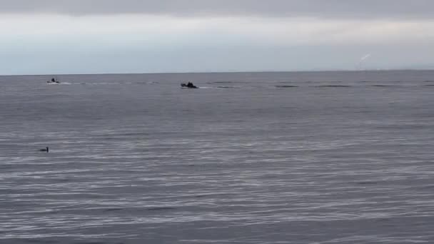 Barcos Pequenos Que Aceleram Afastado Baía Monterey Dia Nublado Natação — Vídeo de Stock