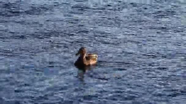 Pato Individual Nadando Río Americano Por Tarde Sunlight Carmichael California — Vídeos de Stock