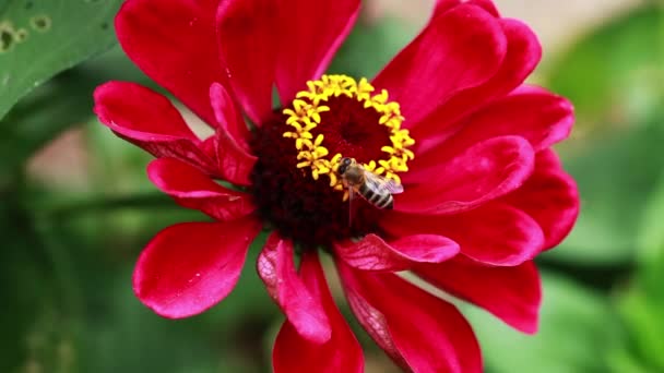 Tight Shot Bee Recogiendo Polen Flor Roja Con Amarillo Big — Vídeos de Stock