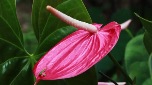 Red Anthurium Flower Moving Gentle Breeze Large Green Leaves Big — Stock Video